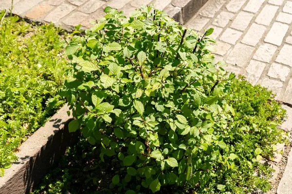 Zürih, İsviçre, 1 Mayıs 2025 Prunus Triloba veya botanik bahçesindeki çiçek açan erik bitkisi