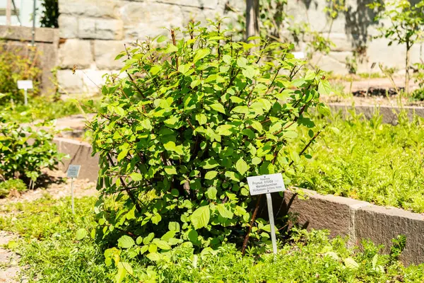 Zürih, İsviçre, 1 Mayıs 2025 Prunus Triloba veya botanik bahçesindeki çiçek açan erik bitkisi