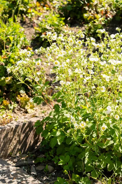 Zürih, İsviçre, 1 Mayıs 2025 Potentilla Dombeyi var Andicola bitkisi botanik bahçesinde