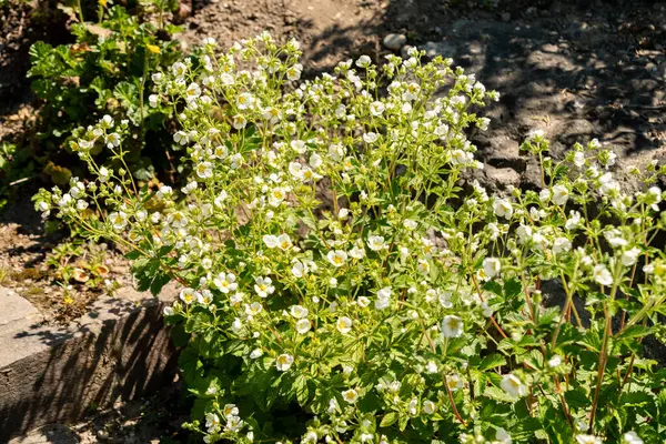 Zürih, İsviçre, 1 Mayıs 2025 Potentilla Dombeyi var Andicola bitkisi botanik bahçesinde