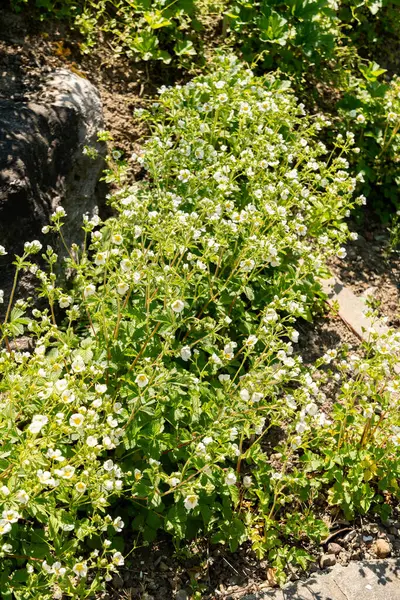 Zürih, İsviçre, 1 Mayıs 2025 Potentilla Dombeyi var Andicola bitkisi botanik bahçesinde