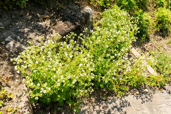 Zürih, İsviçre, 1 Mayıs 2025 Potentilla Dombeyi var Andicola bitkisi botanik bahçesinde