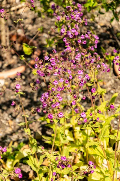 Zürih, İsviçre, 1 Mayıs 2025 Calceolaria Purpurea bitkisi botanik bahçesinde.