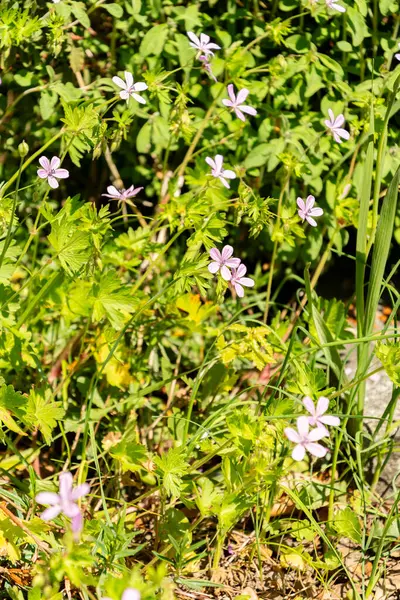 Zürih, İsviçre, 1 Mayıs 2025 Cistus Libanotis bitkisi botanik bahçesinde