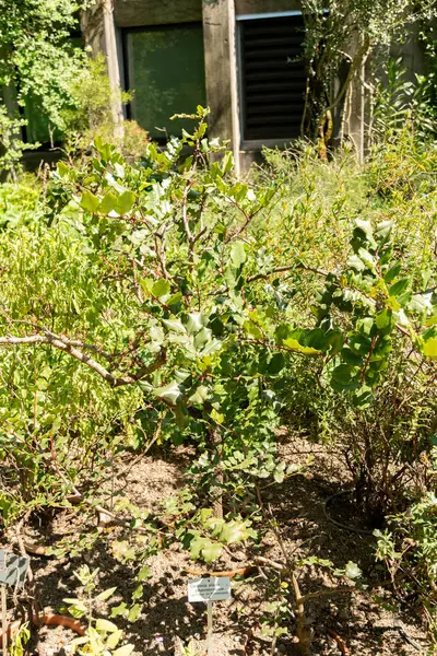 Zürih, İsviçre, 1 Mayıs 2025 Ceratonia Siliqua veya botanik bahçesindeki keçiboynuzu bitkisi