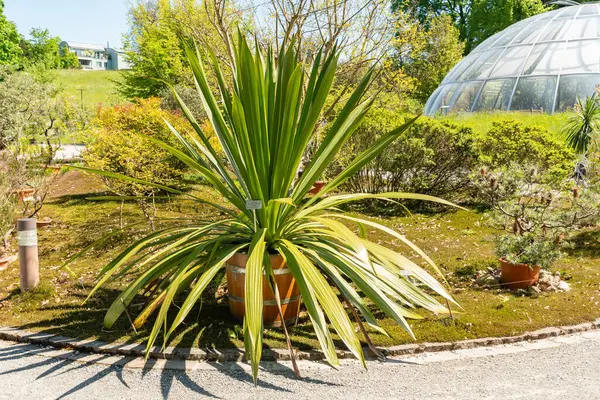 Zürih, İsviçre, 1 Mayıs 2025 Doryanthes Palmeri veya botanik bahçesindeki dev zambak bitkisi