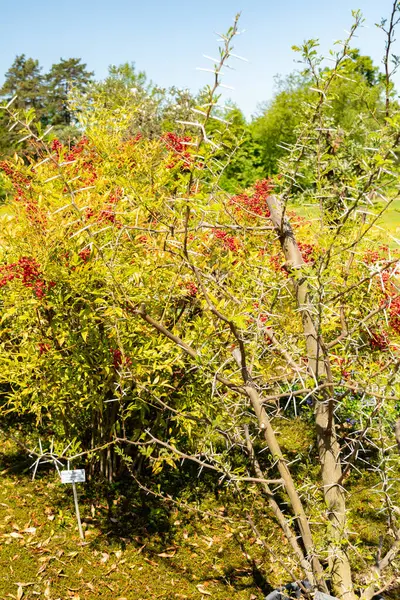 Zürih, İsviçre, 1 Mayıs 2025 Vachellia Karroo veya botanik bahçesindeki akasya karroo bitkisi