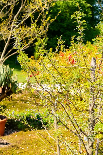 Zürih, İsviçre, 1 Mayıs 2025 Vachellia Karroo veya botanik bahçesindeki akasya karroo bitkisi