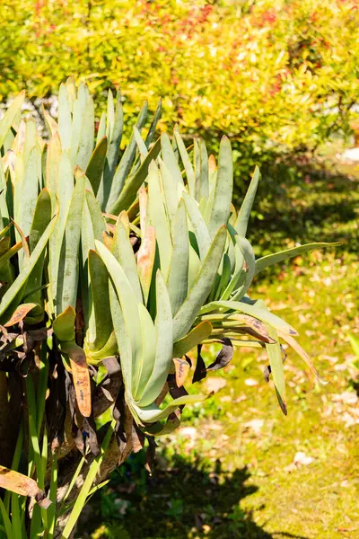 Zürih, İsviçre, 1 Mayıs 2025 Aloe Plicatilis veya botanik bahçesindeki fan aloe bitkisi