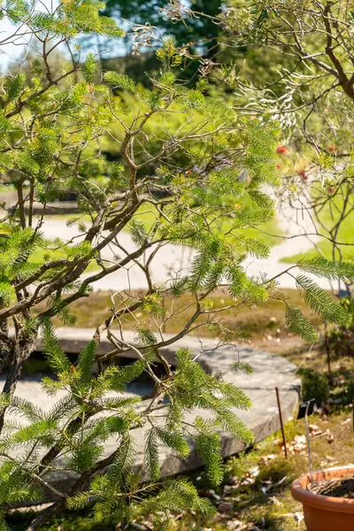 Zürih, İsviçre, 1 Mayıs 2025 Calothamnus Quadrifidus veya botanik bahçesindeki tek taraflı şişe fırçası fabrikası