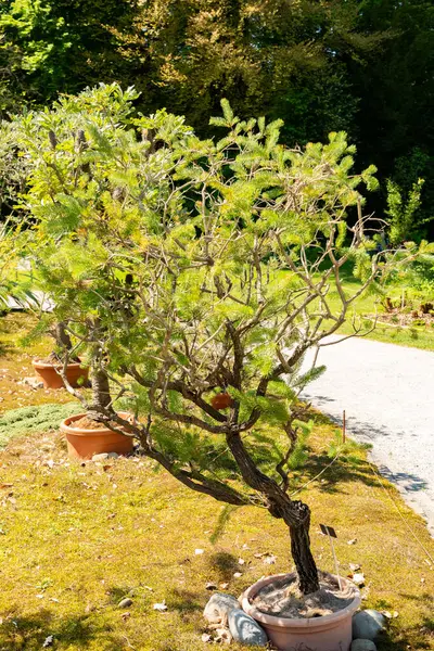 Zürih, İsviçre, 1 Mayıs 2025 Calothamnus Quadrifidus veya botanik bahçesindeki tek taraflı şişe fırçası fabrikası