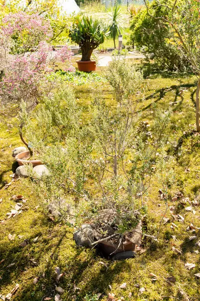 Zürih, İsviçre, 1 Mayıs 2025 Phylica Paniculata Bitkisi Botanik Bahçesinde