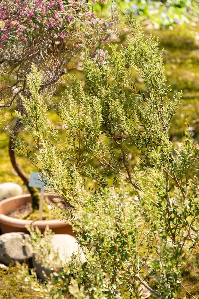 Zürih, İsviçre, 1 Mayıs 2025 Phylica Paniculata Bitkisi Botanik Bahçesinde