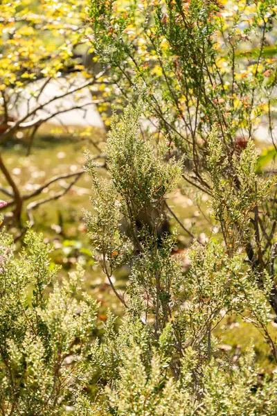 Zürih, İsviçre, 1 Mayıs 2025 Phylica Paniculata Bitkisi Botanik Bahçesinde