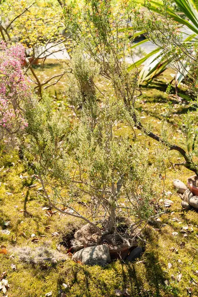 Zürih, İsviçre, 1 Mayıs 2025 Phylica Paniculata Bitkisi Botanik Bahçesinde