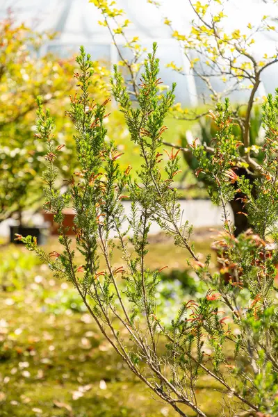 Zürih, İsviçre, 1 Mayıs 2025 Erica Versicolor Bitkisi Botanik Bahçesi