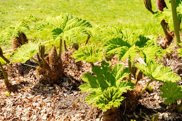 Zürih, İsviçre, 1 Mayıs 2025 Gunnera Tinctoria veya botanik bahçesindeki dev ravent fabrikası