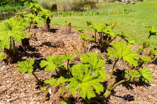 Zürih, İsviçre, 1 Mayıs 2025 Gunnera Tinctoria veya botanik bahçesindeki dev ravent fabrikası