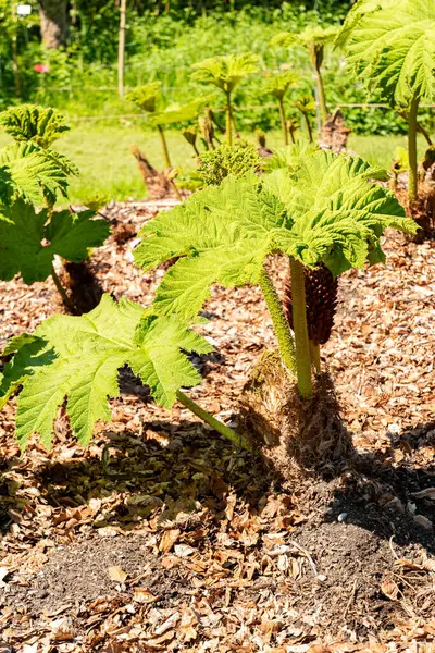 Zürih, İsviçre, 1 Mayıs 2025 Gunnera Tinctoria veya botanik bahçesindeki dev ravent fabrikası