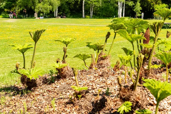 Zürih, İsviçre, 1 Mayıs 2025 Gunnera Tinctoria veya botanik bahçesindeki dev ravent fabrikası