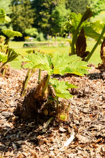 Zürih, İsviçre, 1 Mayıs 2025 Gunnera Tinctoria veya botanik bahçesindeki dev ravent fabrikası