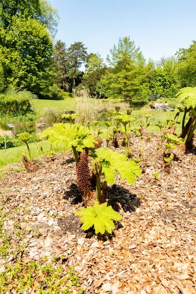 Zürih, İsviçre, 1 Mayıs 2025 Gunnera Tinctoria veya botanik bahçesindeki dev ravent fabrikası
