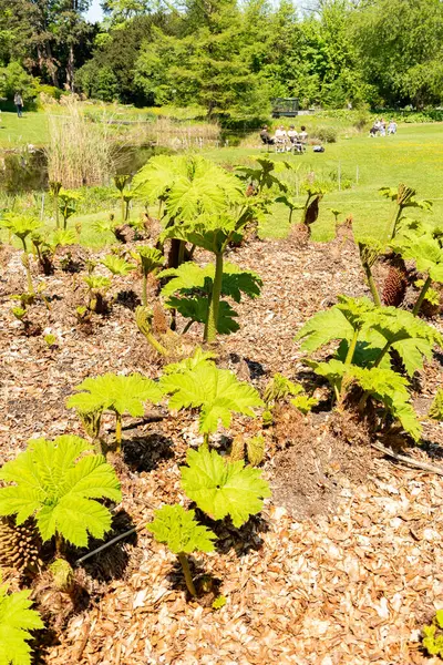 Zürih, İsviçre, 1 Mayıs 2025 Gunnera Tinctoria veya botanik bahçesindeki dev ravent fabrikası