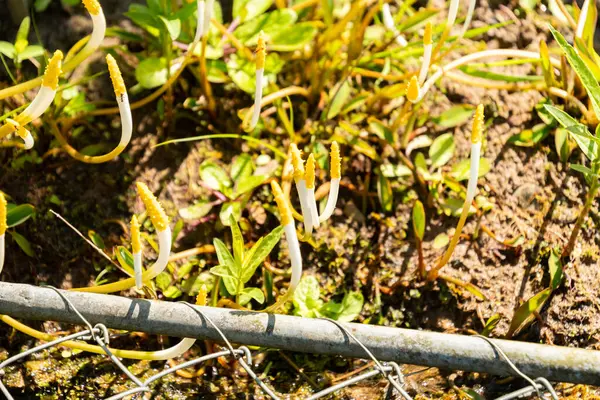 Zürih, İsviçre, 1 Mayıs 2025 Oronsiyum Aquaticum veya botanik bahçesinde yüzen arum bitkisi