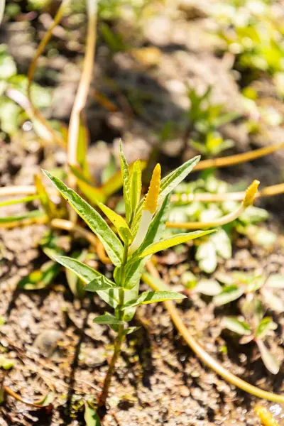 Zürih, İsviçre, 1 Mayıs 2025 Oronsiyum Aquaticum veya botanik bahçesinde yüzen arum bitkisi