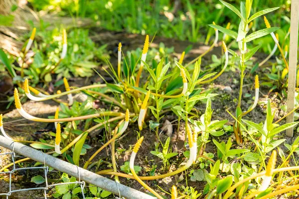 Zürih, İsviçre, 1 Mayıs 2025 Oronsiyum Aquaticum veya botanik bahçesinde yüzen arum bitkisi