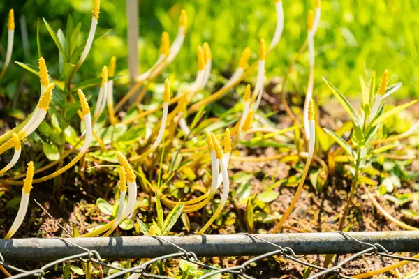 Zürih, İsviçre, 1 Mayıs 2025 Oronsiyum Aquaticum veya botanik bahçesinde yüzen arum bitkisi