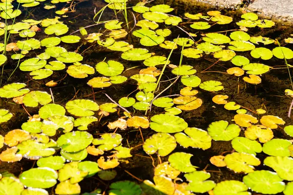 Zürih, İsviçre, 1 Mayıs 2025 Nymphoides Peltata veya botanik bahçesinde yüzen kalp bitkisi