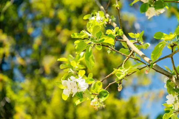 Zürih, İsviçre, 1 Mayıs 2025 Malus Domestica bitkisi botanik bahçesinde.