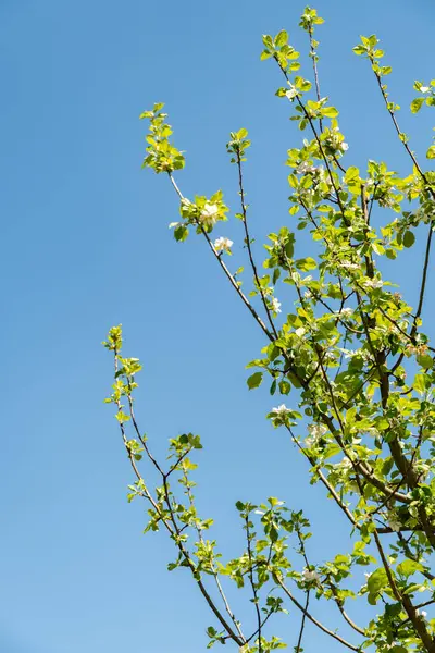 Zürih, İsviçre, 1 Mayıs 2025 Malus Domestica bitkisi botanik bahçesinde.