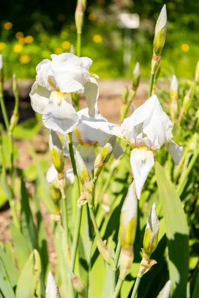 Zürih, İsviçre, 1 Mayıs 2025 Iris Florentina bitkisi botanik bahçesinde