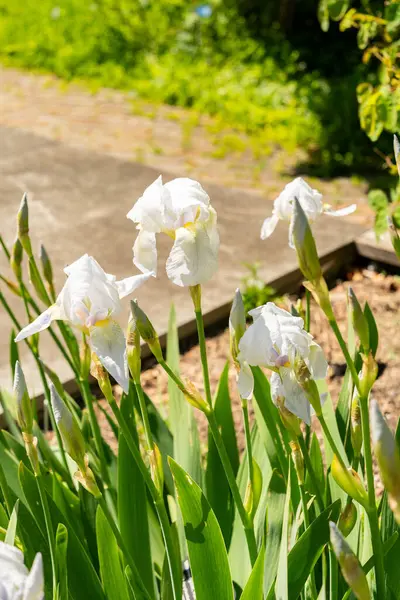 Zürih, İsviçre, 1 Mayıs 2025 Iris Florentina bitkisi botanik bahçesinde