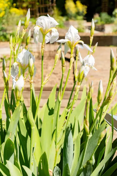 Zürih, İsviçre, 1 Mayıs 2025 Iris Florentina bitkisi botanik bahçesinde