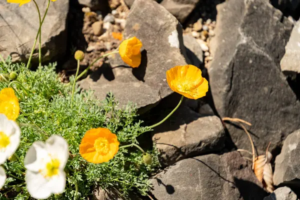 Zürih, İsviçre, 1 Mayıs 2025 Papaver Alpinum bitkisi botanik bahçesinde