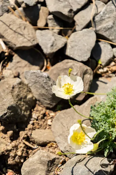 Zürih, İsviçre, 1 Mayıs 2025 Papaver Alpinum bitkisi botanik bahçesinde