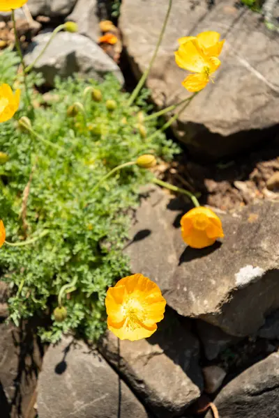 Zürih, İsviçre, 1 Mayıs 2025 Papaver Alpinum bitkisi botanik bahçesinde