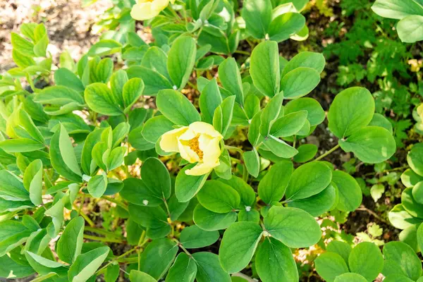 Zürih, İsviçre, 1 Mayıs 2025 Meconopsis Cambrica veya botanik bahçesindeki haşhaş bitkisi