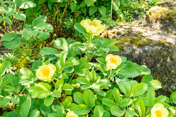 Zürih, İsviçre, 1 Mayıs 2025 Meconopsis Cambrica veya botanik bahçesindeki haşhaş bitkisi