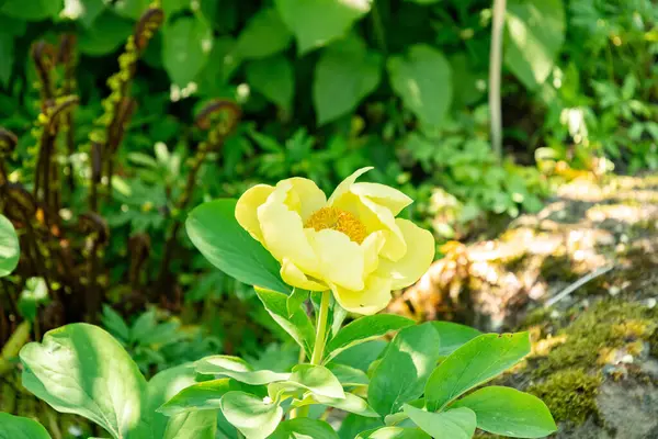 Zürih, İsviçre, 1 Mayıs 2025 Meconopsis Cambrica veya botanik bahçesindeki haşhaş bitkisi