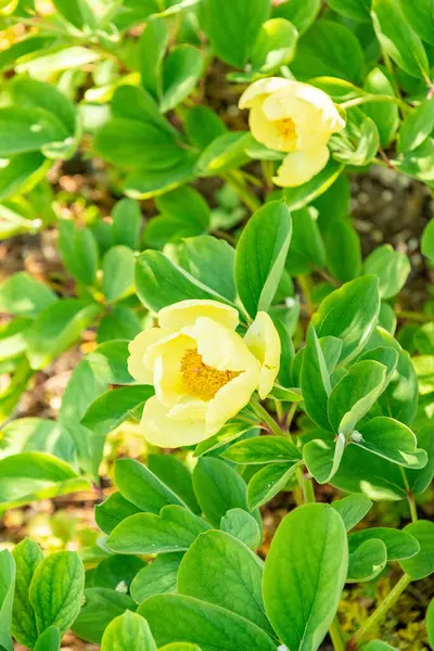 Zürih, İsviçre, 1 Mayıs 2025 Meconopsis Cambrica veya botanik bahçesindeki haşhaş bitkisi