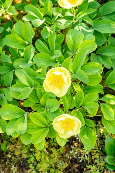 Zürih, İsviçre, 1 Mayıs 2025 Meconopsis Cambrica veya botanik bahçesindeki haşhaş bitkisi