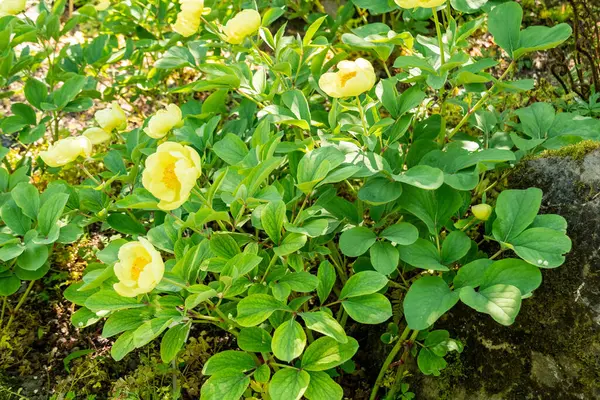 Zürih, İsviçre, 1 Mayıs 2025 Meconopsis Cambrica veya botanik bahçesindeki haşhaş bitkisi