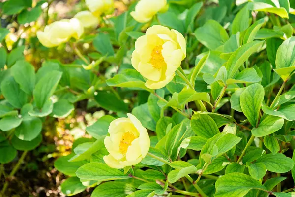 Zürih, İsviçre, 1 Mayıs 2025 Meconopsis Cambrica veya botanik bahçesindeki haşhaş bitkisi