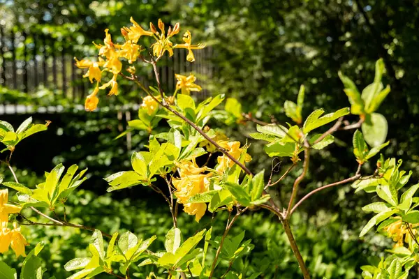 Zürih, İsviçre, 1 Mayıs 2025 Rhododendron Luteum veya botanik bahçesindeki sarı açelya bitkisi
