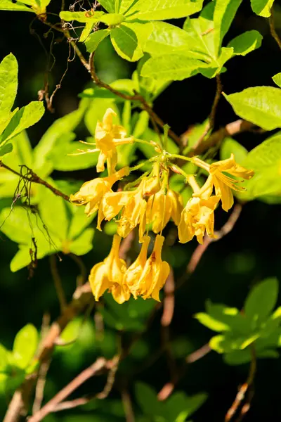 Zürih, İsviçre, 1 Mayıs 2025 Rhododendron Luteum veya botanik bahçesindeki sarı açelya bitkisi
