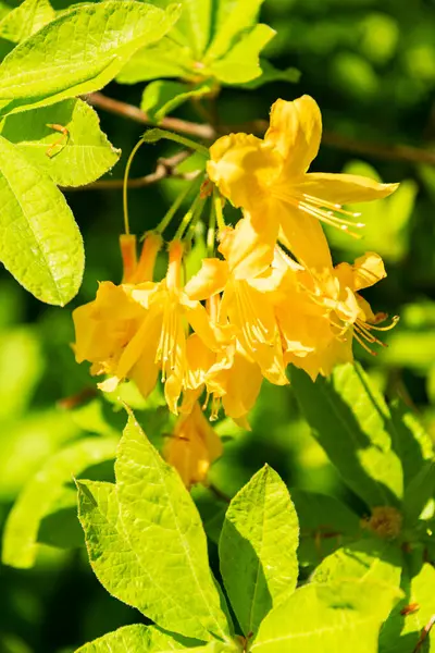 Zürih, İsviçre, 1 Mayıs 2025 Rhododendron Luteum veya botanik bahçesindeki sarı açelya bitkisi